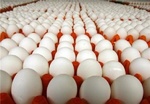 چرا از ترکیه تخم‌ مرغ بی‌ کیفیت وارد می‌کنیم؟